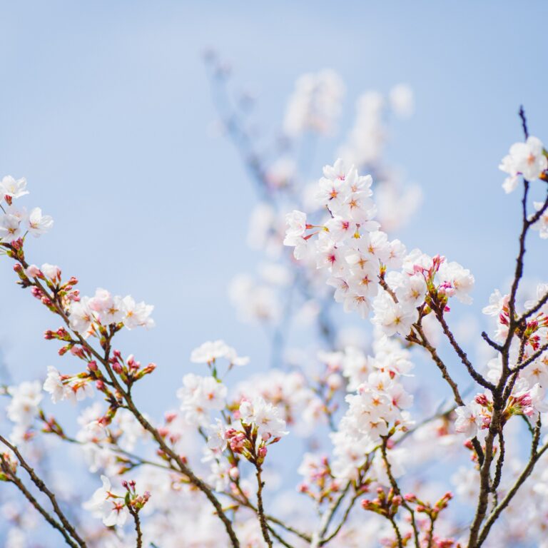 shell ghostcage cherry blossoms 8690684