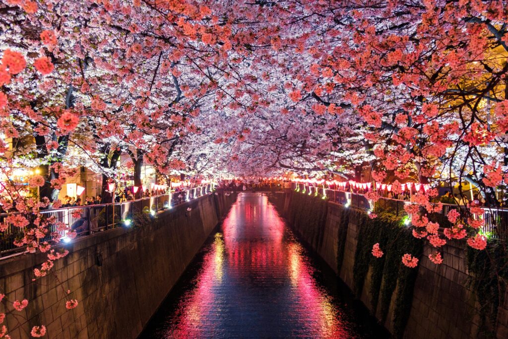 sora sagano 8sozj8jf0s8 unsplash