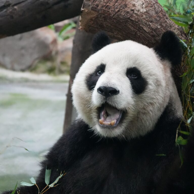 pexels snow chang 2148891262 36023962