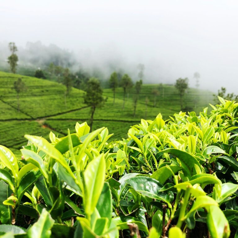 yasasi rajapakse poadbpsshxg unsplash