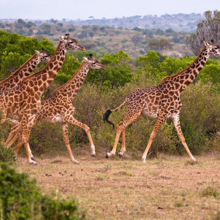 hesbornking do giraffe 3528250